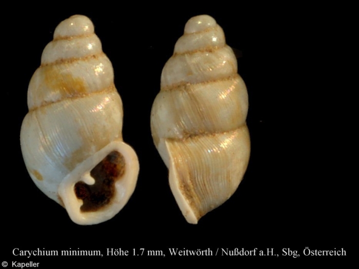 Carychium minimum Carychium minimum