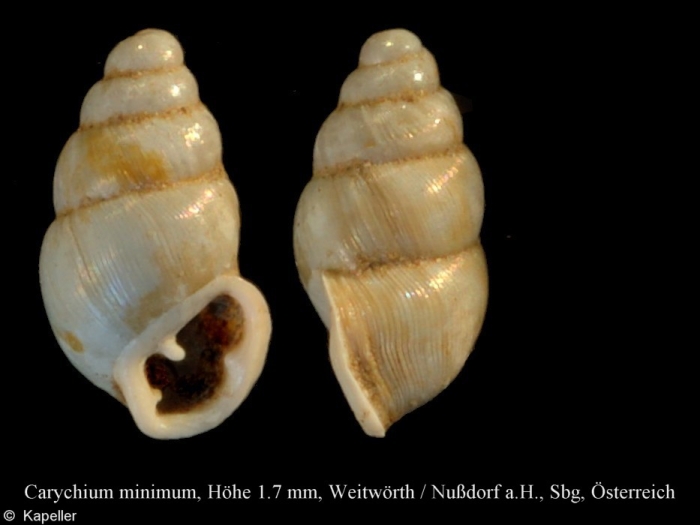 Carychium minimum