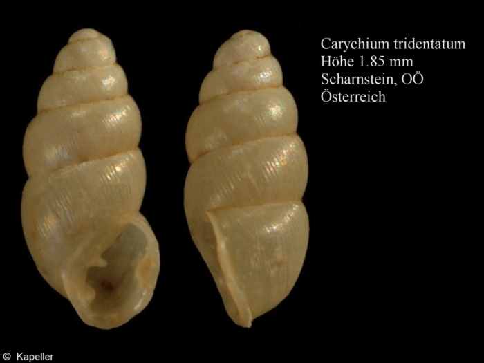 Carychium tridentatum Carychium tridentatum