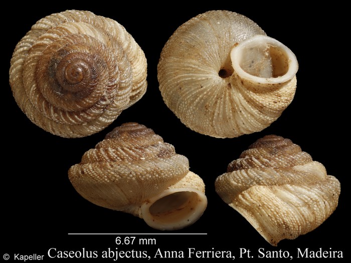 Caseolus abjectus