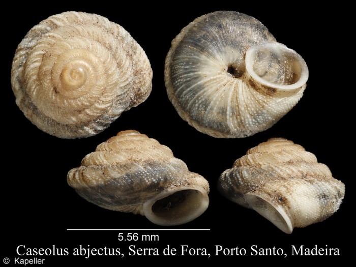 Caseolus abjectus Caseolus abjectus