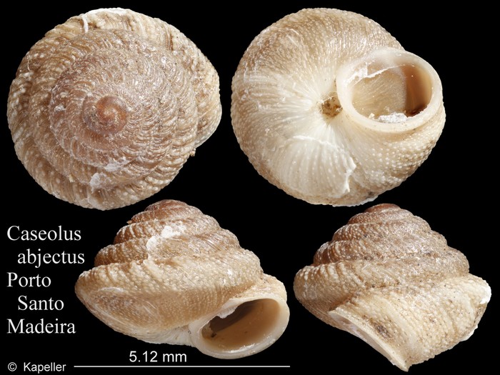 Caseolus abjectus