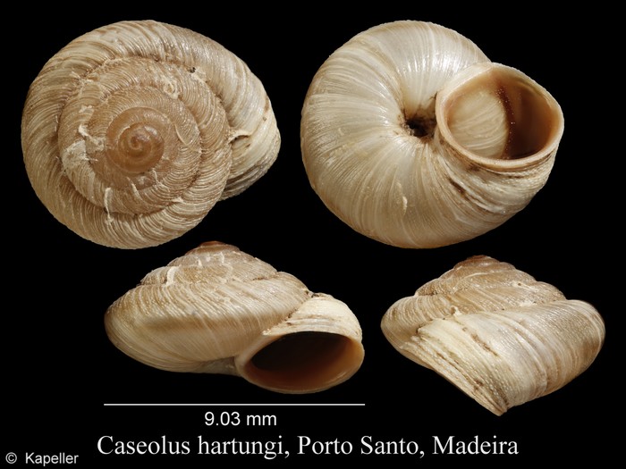 Caseolus hartungi