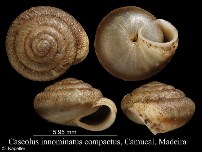 Caseolus innominatus compactus