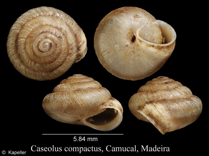 Caseolus innominatus compactus