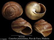 Caseolus punctulatus