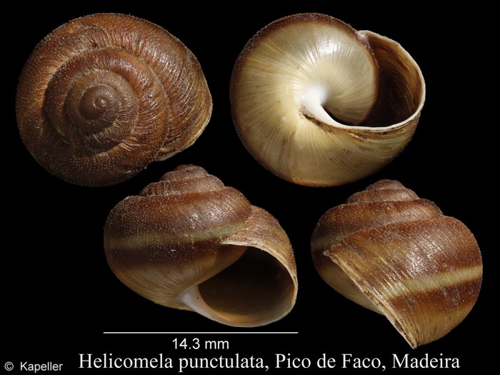 Helicomela punctulata
