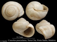 Caseolus punctulatus