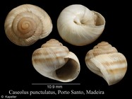 Caseolus punctulatus