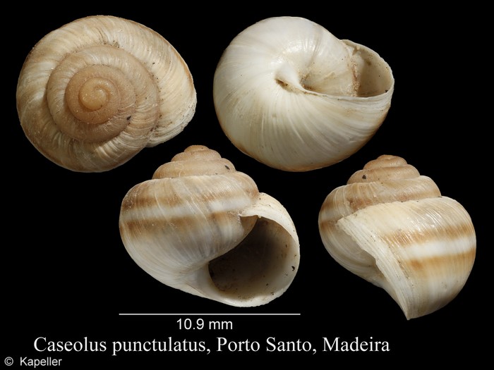 Caseolus punctulatus