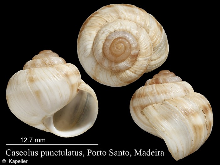 Caseolus punctulatus