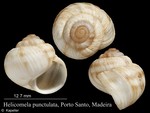 Helicomela punctulata