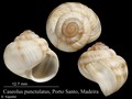 Mollusca (molluscs)