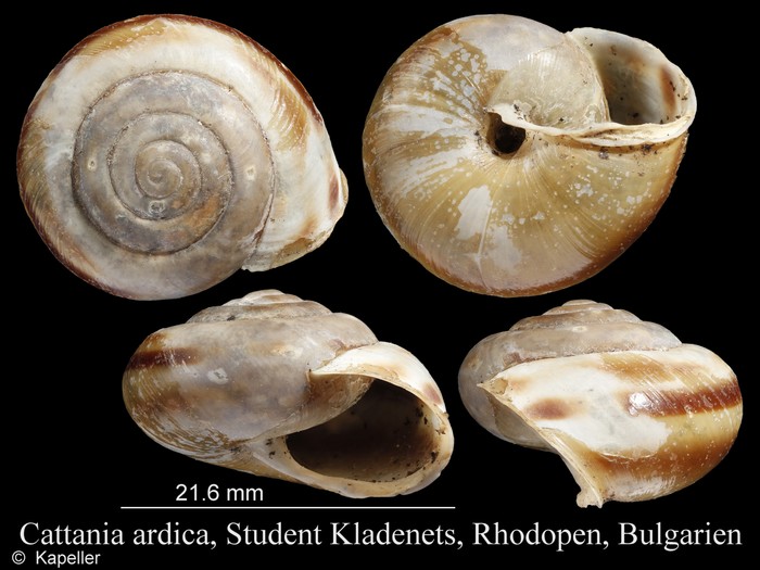 Cattania ardica Cattania ardica
