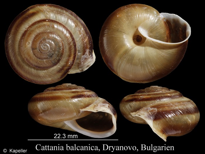 Cattania balcanica Cattania balcanica