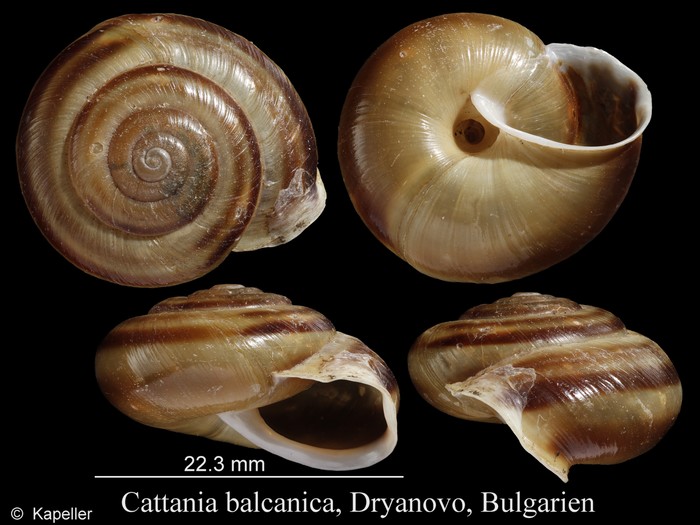 Cattania balcanica