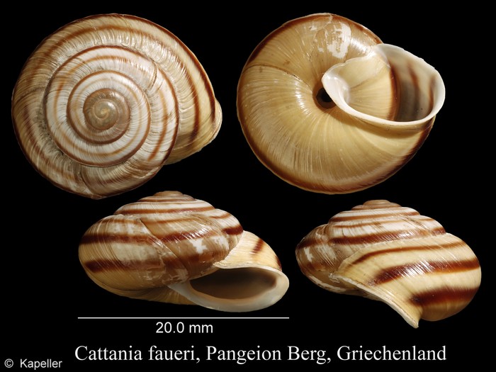 Cattania faueri Cattania faueri