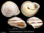 Cattania kattingeri