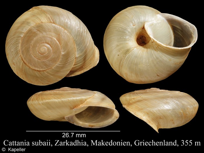 Cattania subaii Cattania subaii