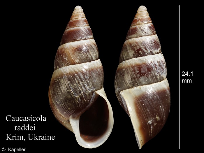 Caucasicola raddei