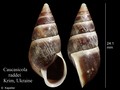 Mollusca (molluscs)