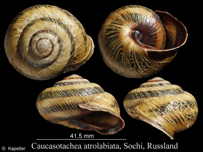 Caucasotachea Caucasotachea