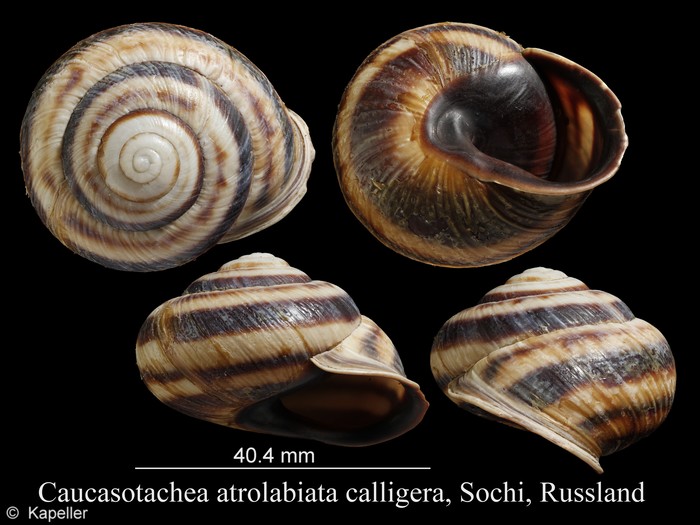 Caucasotachea atrolabiata calligera Caucasotachea atrolabiata calligera