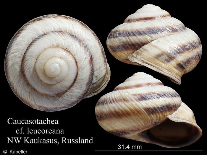 Caucasotachea leucoranea Caucasotachea leucoranea