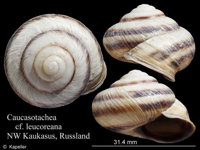 Caucasotachea leucoranea