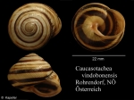 Caucasotachea vindobonensis