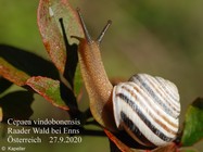 Caucasotachea vindobonensis