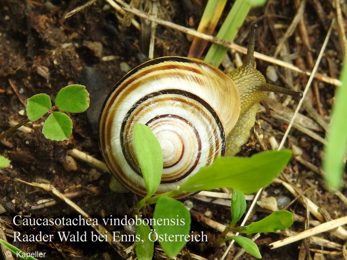 Caucasotachea vindobonensis