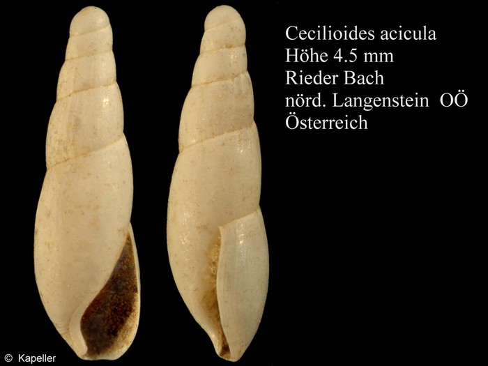 Cecilioides acicula