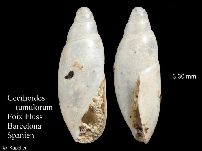 Cecilioides tumulorum Cecilioides tumulorum