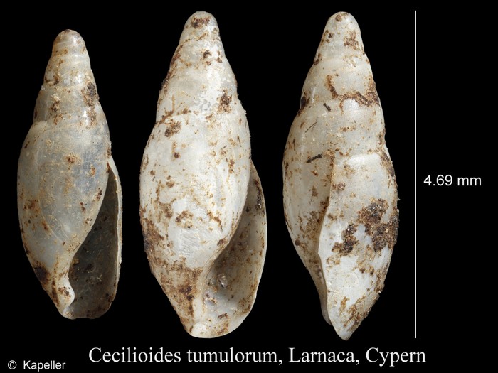 Cecilioides tumulorum Cecilioides tumulorum