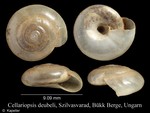 Cellariopsis deubeli