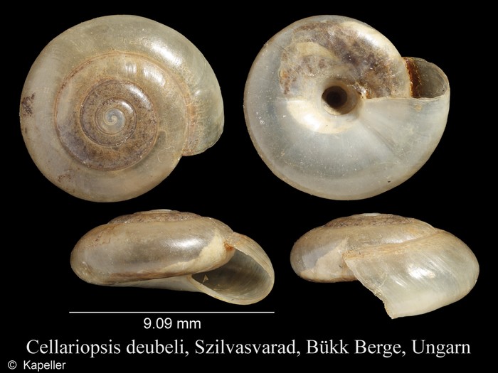 Cellariopsis deubeli Cellariopsis deubeli