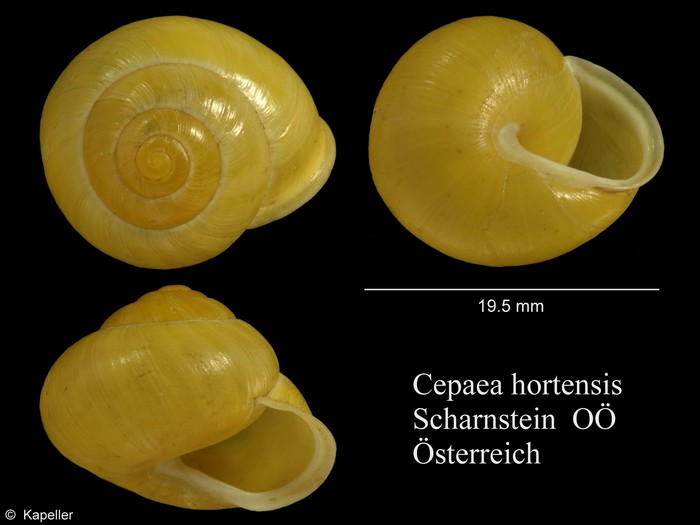 Cepaea hortensis