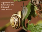 Cepaea hortensis