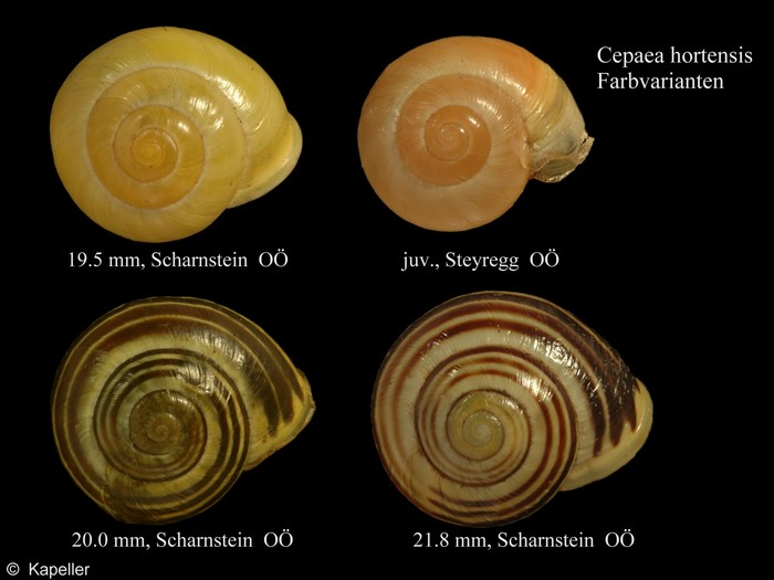 Cepaea hortensis