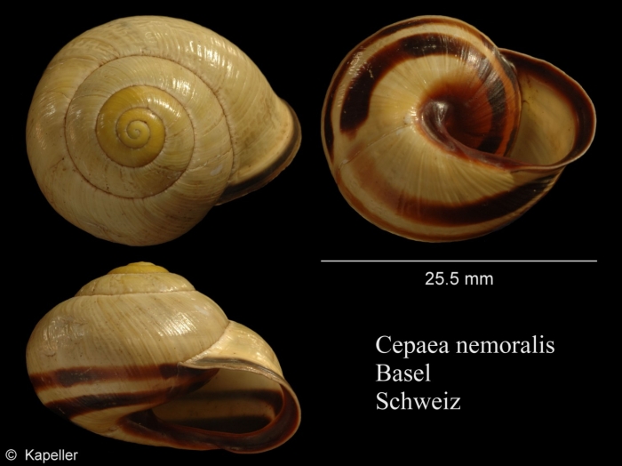 Cepaea nemoralis