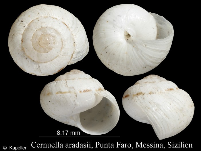 Cernuella aradasii Cernuella aradasii