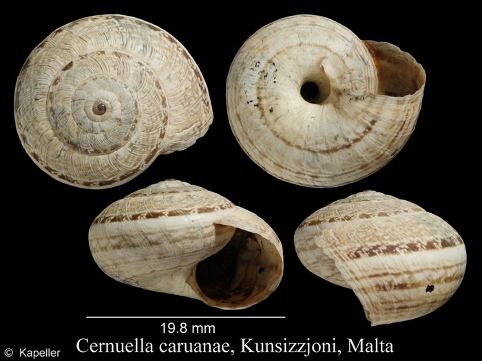 Cernuella caruanae Cernuella caruanae