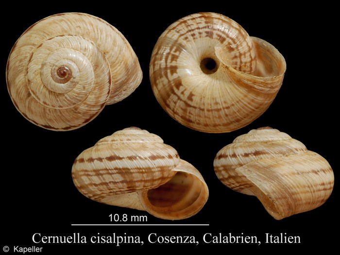 Cernuella cisalpina Cernuella cisalpina
