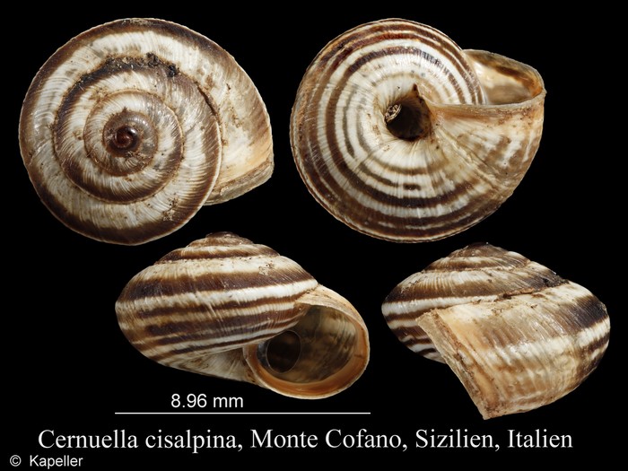 Cernuella cisalpina Cernuella cisalpina