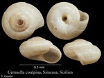 Cernuella cisalpina