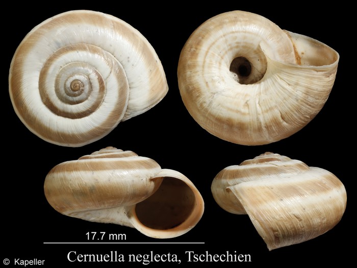 Cernuella neglecta Cernuella neglecta