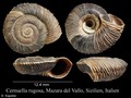 Mollusca (molluscs)