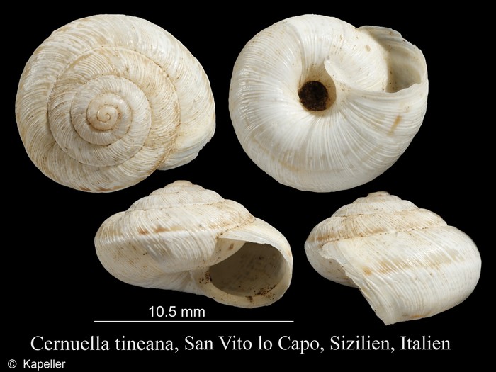 Cernuella tineana Cernuella tineana