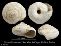 Mollusca (molluscs)